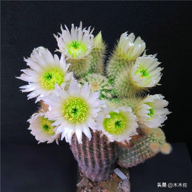 仙人掌的花语,仙人掌的花语与寓意(仙人掌花语及常见开花品种)