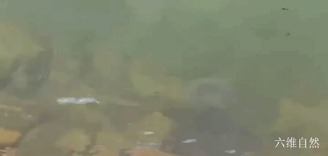 最大的两栖动物，最大的两栖动物是什么（六盘山首次发现一巨型野生大鲵）