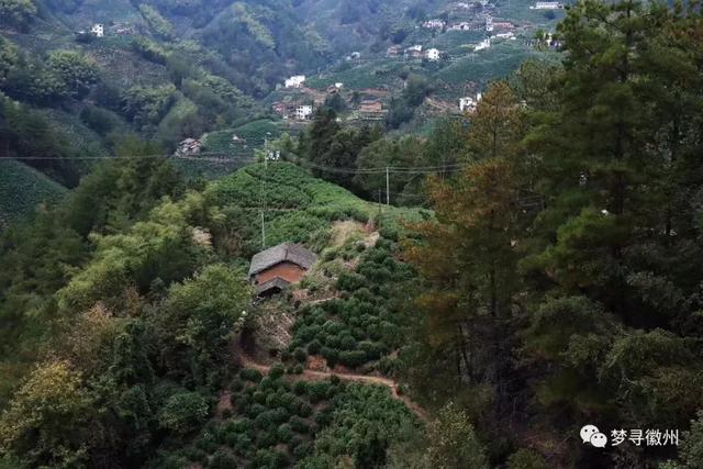 黄山毛峰属于什么茶，毛峰茶叶多少钱一斤（带您了解真正的黄山毛峰）