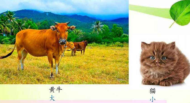 齐的部首是什么，齐的部首是什么偏旁（部编版小学一年级上册语文第五单元）