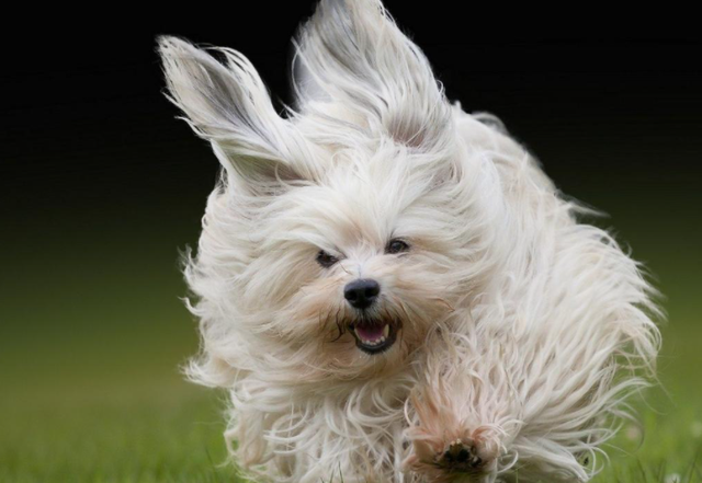 梦见摘桑葚吃是什么意思周公解梦，梦见摘桑葚是什么意思（国产仙侠剧的“好嫁风”）