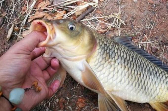 野钓鲤鱼夏季饵料配方实测有效，老钓友亲授不藏私，轻松爆护不是梦