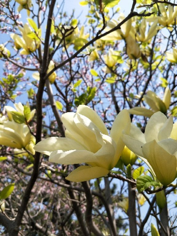 春夏秋冬花的代表，春夏秋冬花的代表简笔画（每一种都超有气质）