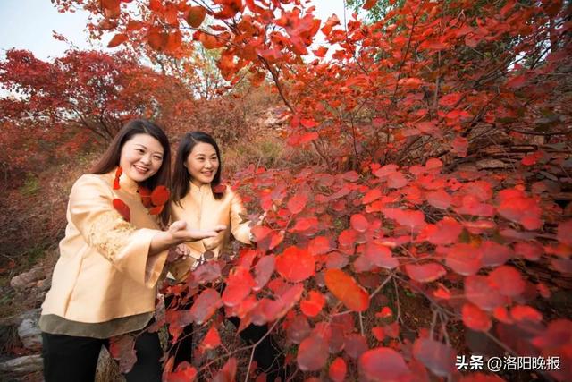 香炉峰海拔多少米，巴岳山海拔多少米（叮咚！来偃师香炉峰看红叶吧）