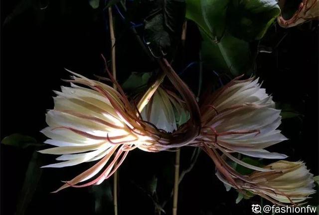 荷花的外貌特征，荷花的外貌特征怎么写（这花平时丑的没人看）