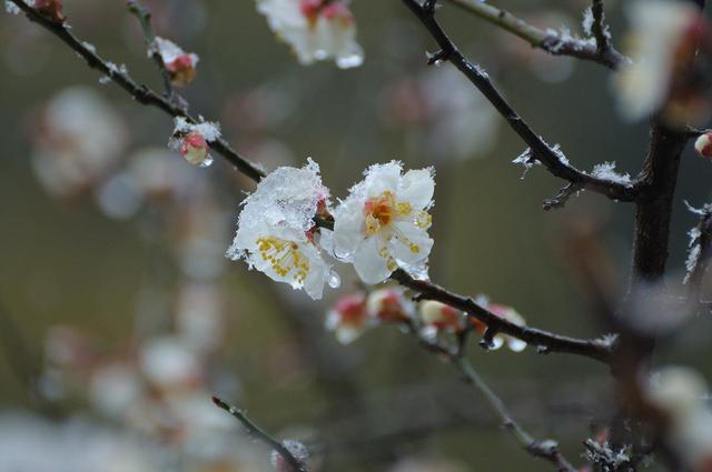 春心莫共花争发，春心莫共花争发一寸相思一寸灰原文（毛泽东《七言诗）