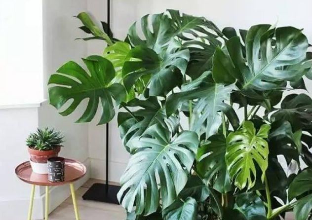 观音莲的花语，观音菩萨与莲花的寓意（守护你的小幸福）