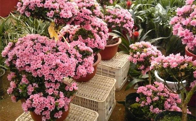 东洋杜鹃怎么养，花开的比叶还多