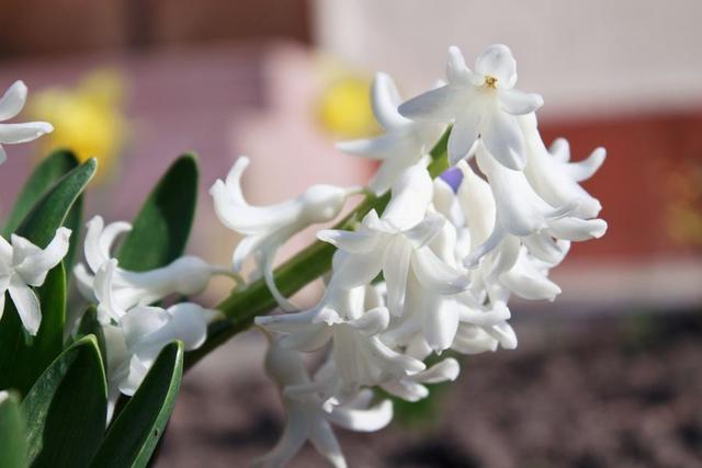 紫色风信子花语，紫色风信子的传说及花语介绍（不同的颜色有不同花语）