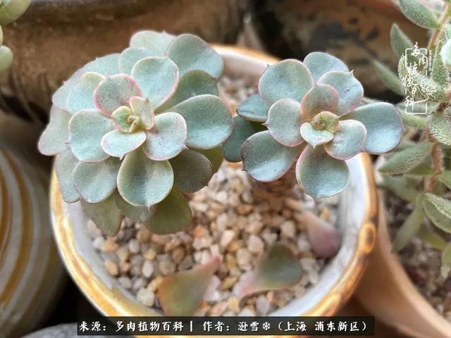 多肉植物图片，感恩相遇，余生相互关照（若绿多肉植物图片）