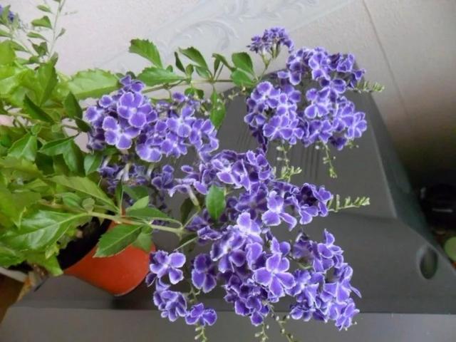 假连翘盆景怎么养，比较冷门小众的盆栽蕾丝金露花