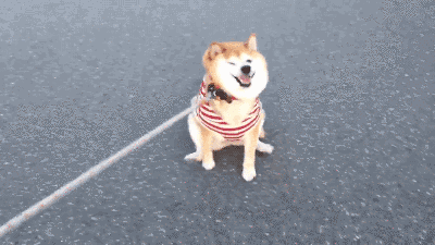 冬天狗在外面能冻死吗，快别说狗不怕冷了