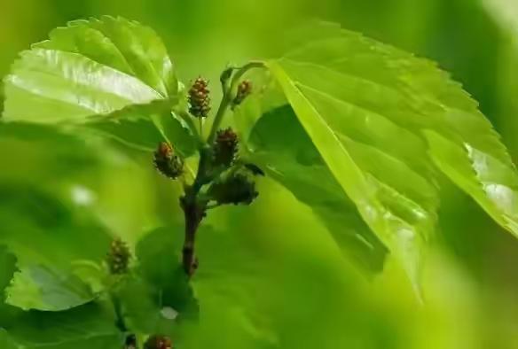 蚕卵孵化需要多少天，蚕卵孵化需要多少天（你小时候养过蚕吗）