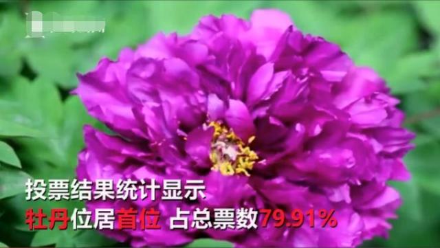 洛阳市的市花是什么，洛阳市花是什么（关于它的这些知识要知晓）