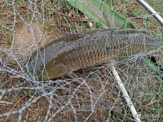 渔具品牌排名，国产鱼竿十大品牌排行榜（找出5大共同点，却忍不住吐槽）