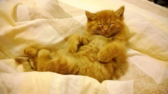 猫咪常见6种睡姿，猫咪的四种睡姿代表不同心理活动