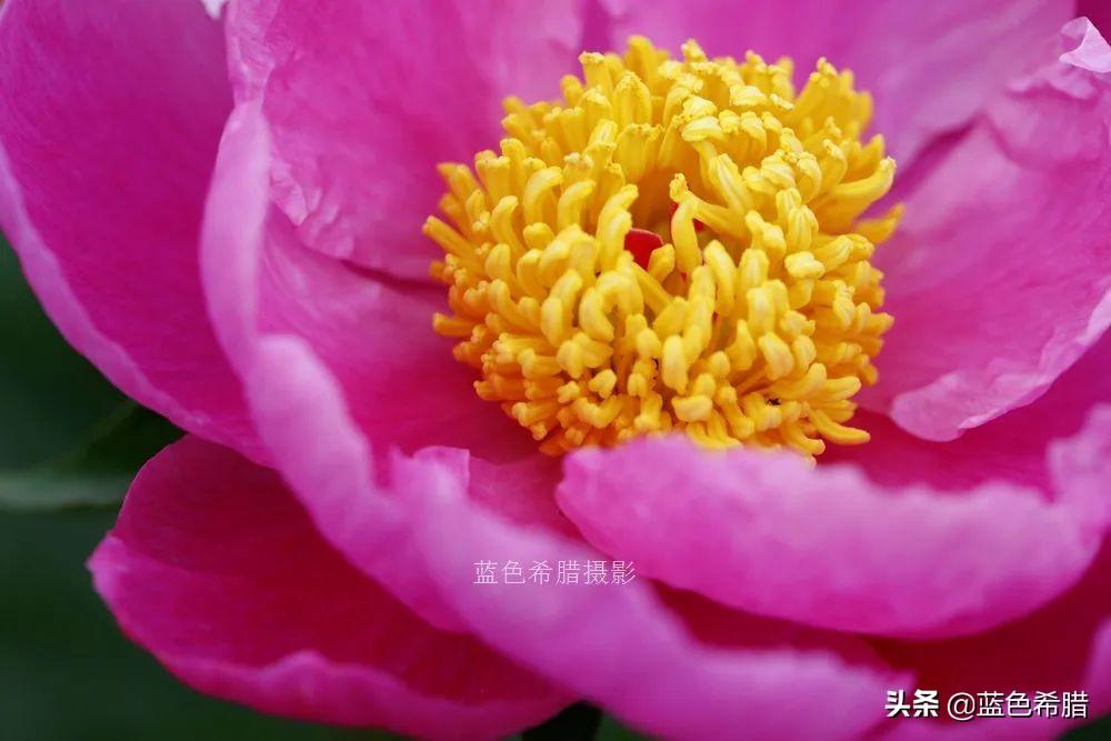 芍药花什么时候开，芍药什么时候开花（实拍13张芍药花照片）