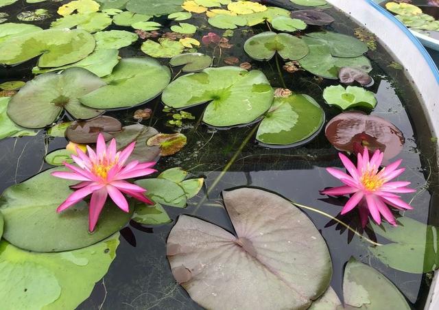 睡莲怎样种植，睡莲怎样种植家庭（花朵大色彩丰富很漂亮）