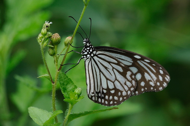 蝴蝶生活习性，蝴蝶王国（蝴蝶的生活环境和特点）