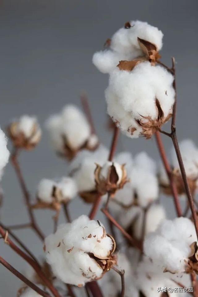 棉花花语和寓意是什么，棉花花语（花店老板娘手中的棉花）