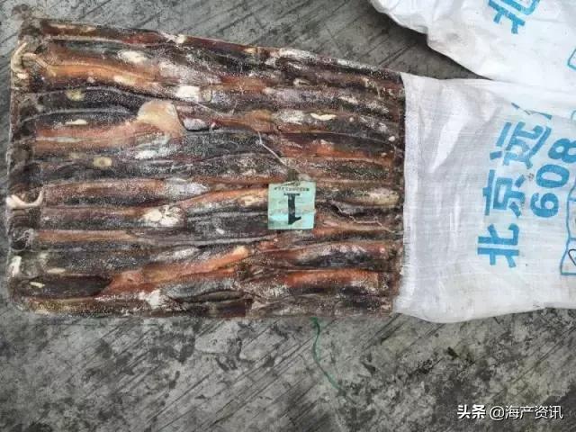 鱿鱼的鱿怎么写，超详细解读笔管、赤鱿、阿鱿、真鱿...