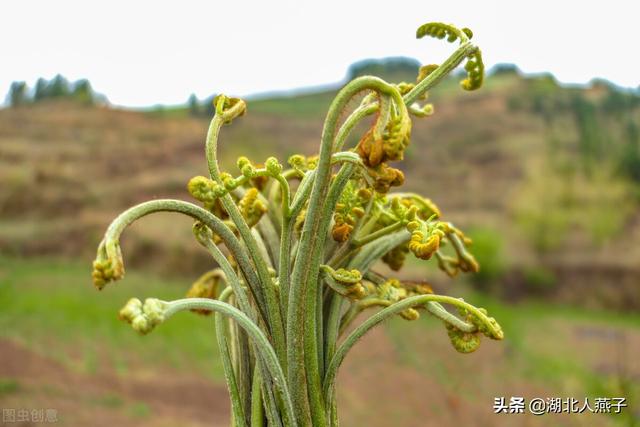 野艾蒿的功效与作用 野艾蒿的吃法，野艾蒿的功效与作用（这步再忙也不能少）
