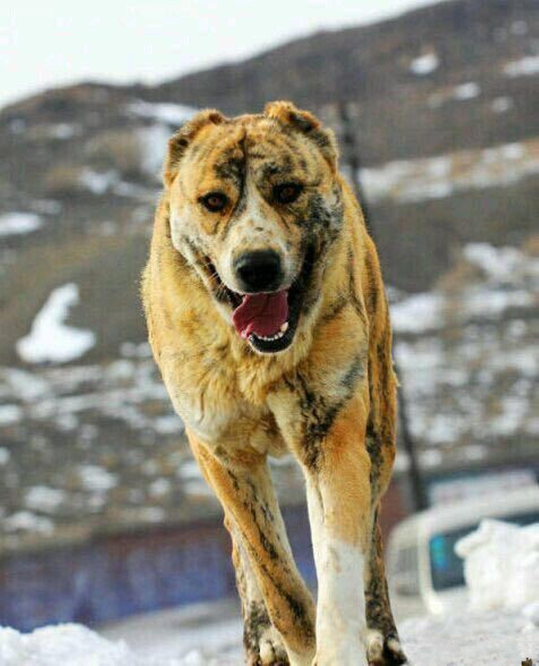 高狼犬多少钱一只(这些猛犬大赛的冠军犬) - 价格百科