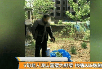 罂粟怎么读，大烟学名叫什么罂粟怎么读（6旬老人种325株罂粟被举报）