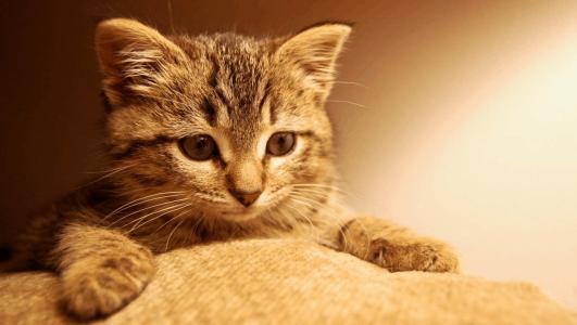 好奇害死猫是什么意思，好奇心的名言名句（为啥农村老人常说“好奇害死猫”）