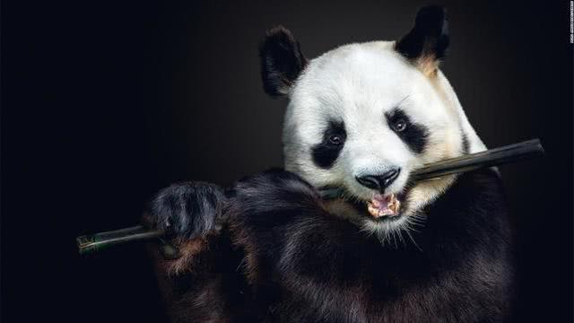 大熊猫的生活方式，熊猫的生活习性是什么（野外大熊猫有什么必杀技）