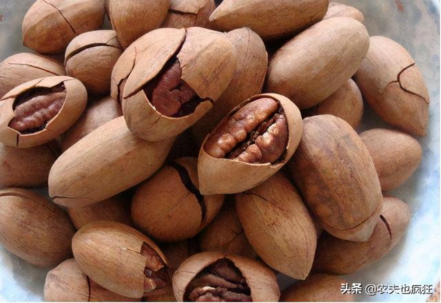 碧根果苗几年结果，碧根果树几年能挂果（刚摘生果30元1斤）