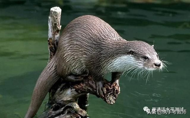 水獭是什么,"獭"怎么读(水塔是什么样子)