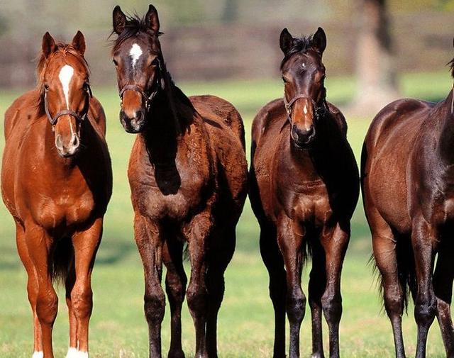 马肉能不能吃（为什么无缘人类餐桌）