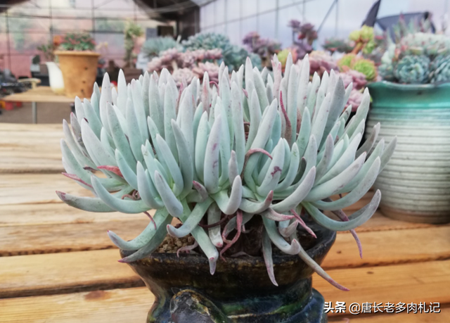 爱杜丽丝多肉怎么养，如果你像我这样养的话