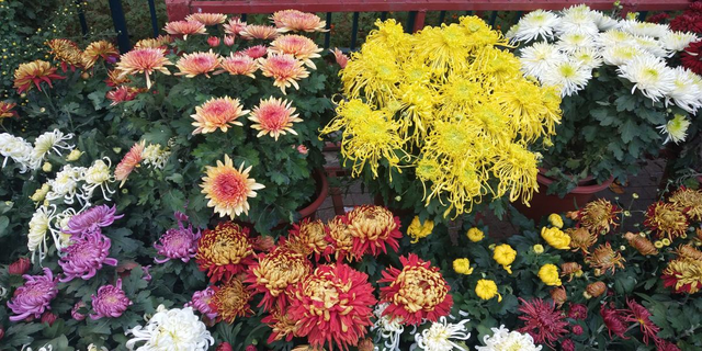 黄金菊怎么养，黄金菊用什么土种植（秋天养盆“俏姑娘”）