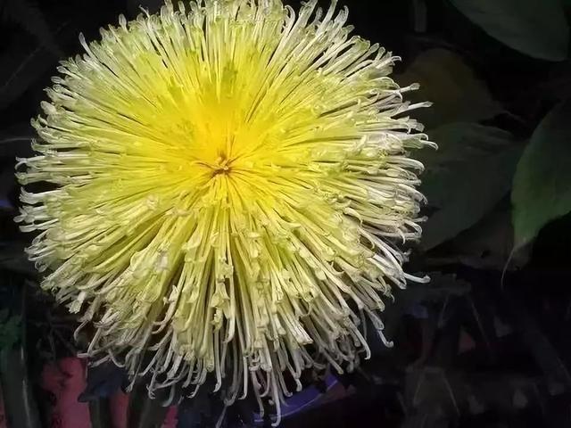 世界最美菊花80种太美了，金秋十月赏菊花——世界最美菊花80种送给您