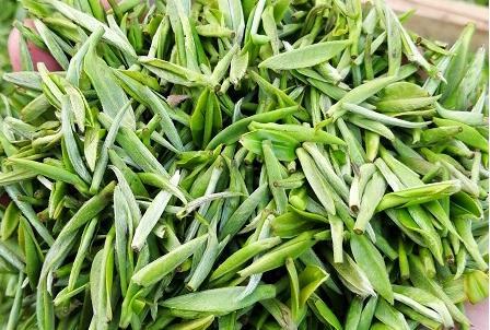 毛尖是什么茶，冻顶乌龙茶是什么茶（茶知识百科：信阳毛尖）