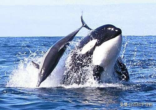鲨鱼为什么不吃海豚，为什么鲨鱼不吃海豚（“鲨鱼不吃海豚”这样明显的谣言为何能甚嚣尘上）
