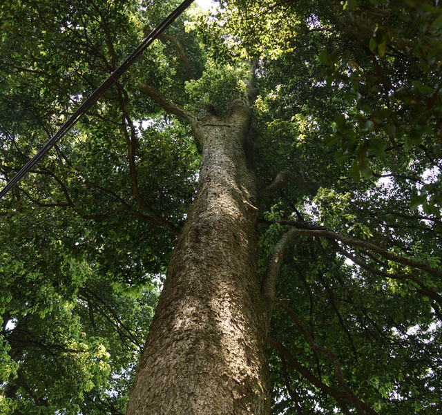 金丝檀木是什么树的木头，金丝檀木到底是什么木头（价值万金的金丝楠木）
