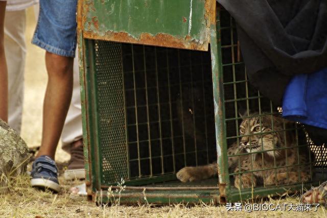 世界上最稀有几种野生猫科动物，会给两个国家的历史留下巨大污点