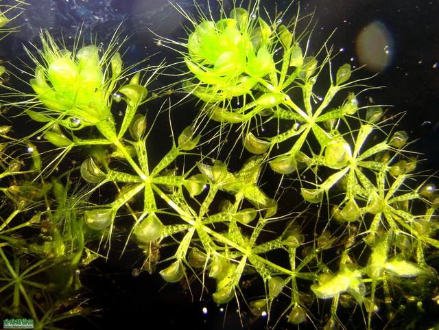 国家一级保护植物的名单，国家一级保护植物简介（植物世界丨国家一级重点保护野生植物名录）