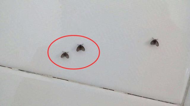 卫生间里有小飞虫是怎么回事，卫生间总有小飞虫怎么回事（原来这两样东西就能轻松解决）