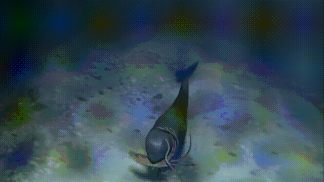 十大怪异鲨鱼，10000米长的蜈蚣（背后隐藏着一个人类起源的故事）