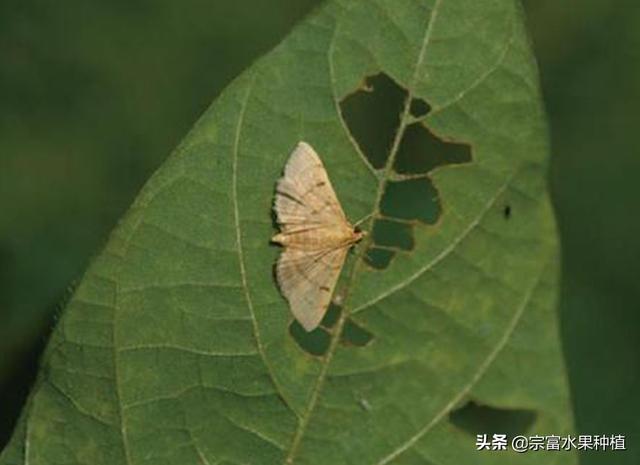 水果虫子到处飞怎么处理，水果虫子到处飞怎么处理视频（在果树叶片上看见有丝网与粪便）