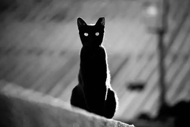 故宫最胆小御猫，我们只是惊呼是不够的