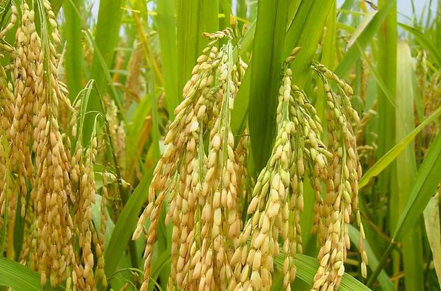 两弹一星之父是谁，两弹一星之父是什么（在中国被称为“XX之父”的人有哪些）