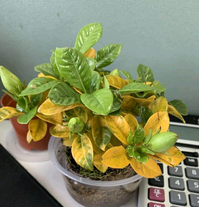 水培栀子花黄叶什么原因,水培栀子花黄叶什么原因造成的(才一周底部老