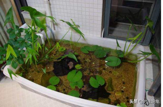 地图龟的饲养方法，地图龟的饲养方法有哪些（它能送你走”那么你知道怎么养好它们吗）