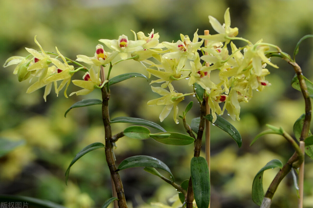 家庭盆载铁皮石斛怎么养护，铁皮石斛用什么花盆（在家也能养好铁皮石斛）