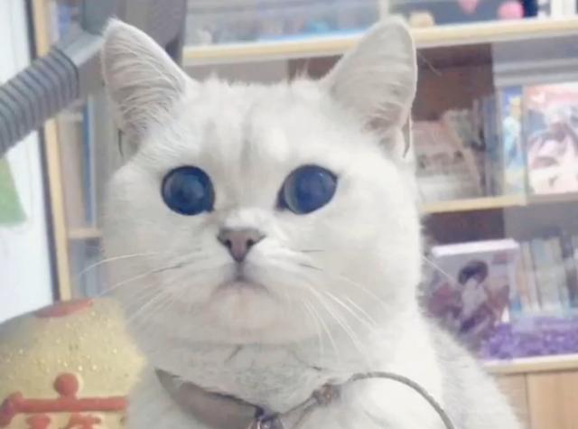 猫一窝能生几只，猫一年生几窝（猫咪生了5只小猫）